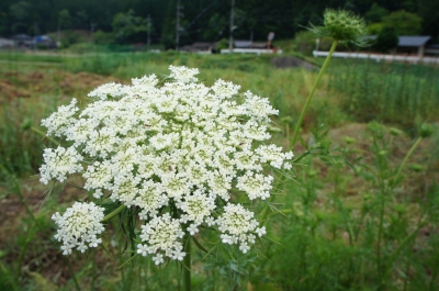 にんじんの花 開花 坂ノ途中