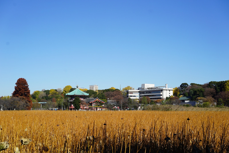 有機農業の日 上野