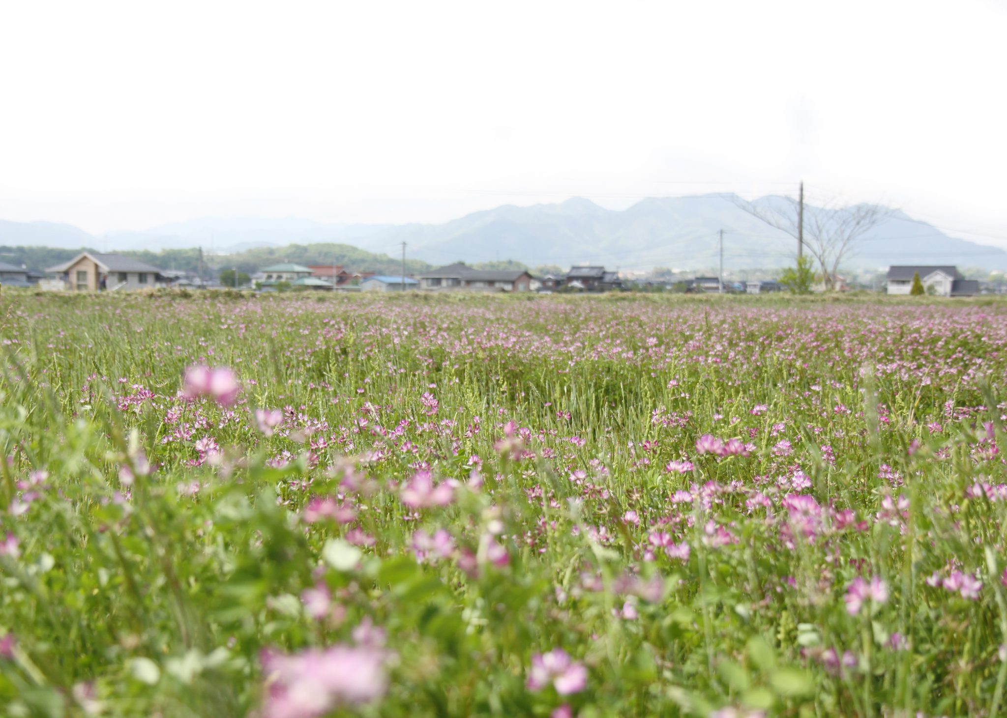 津山れんげ米（品種：未検査） | 坂ノ途中Onlineshop | 出会う、味わう