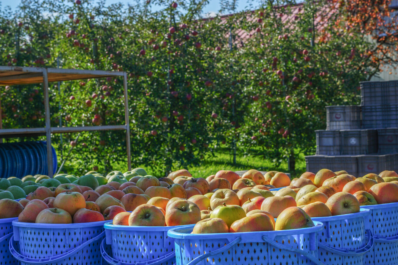 特別価格】りんご・品種おまかせ（特栽相当） | 坂ノ途中