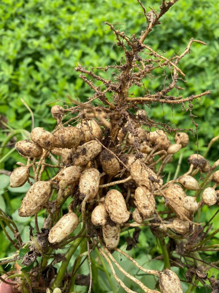 ピーナッツページ 焙煎ピーナッツ 130g | 坂ノ途中 | サステナブルな有機野菜と食品通販