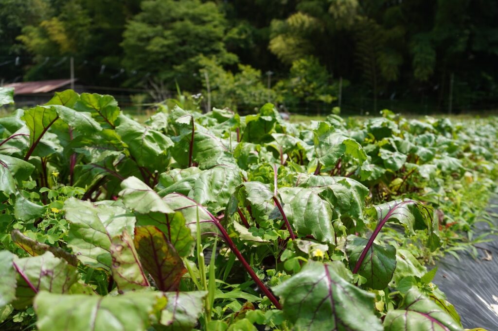 おいしい野菜研究室 高知乾燥野菜ミックスBOX】【5年保存タイプ】 | ALL SLOW FOOD