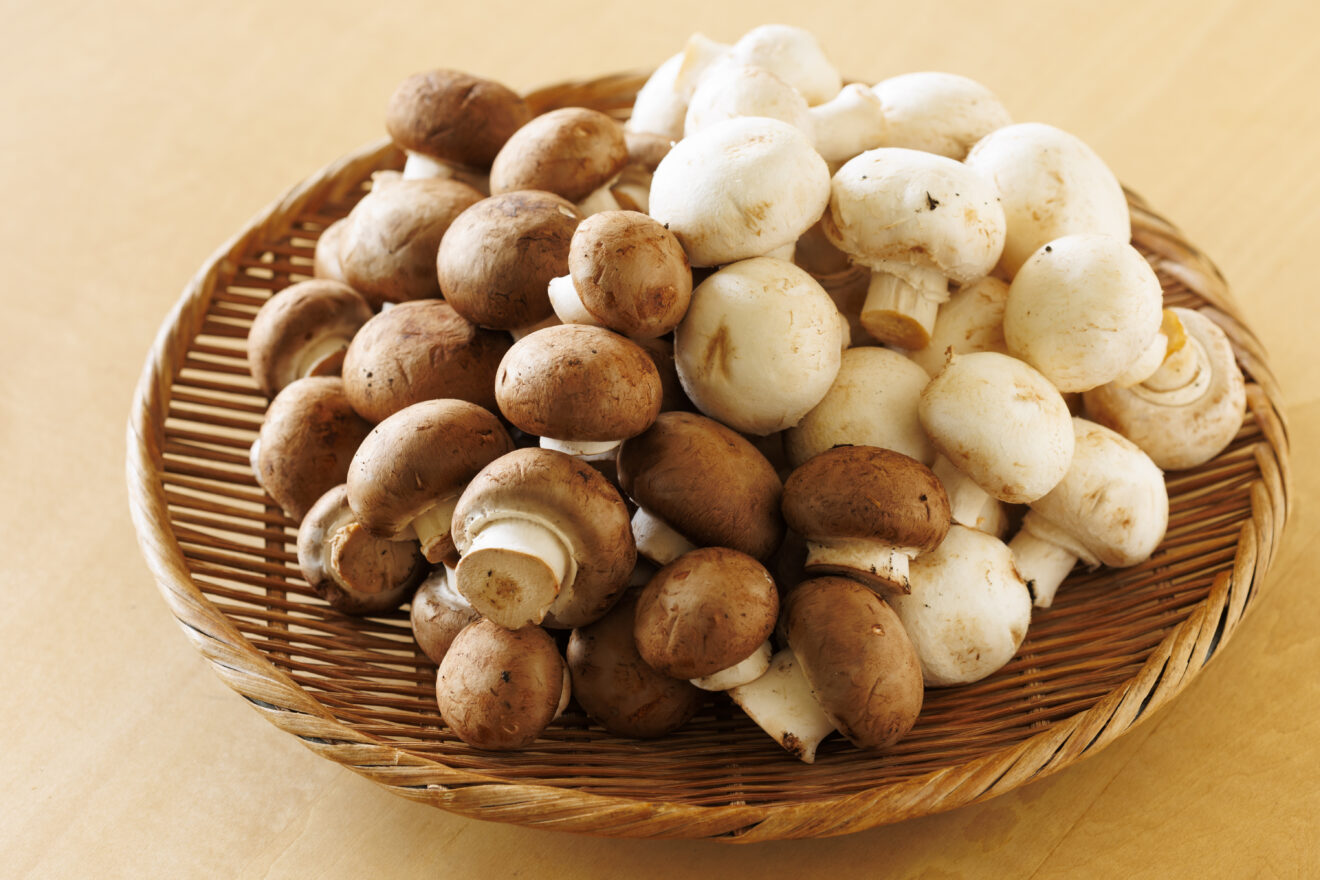 産地直送】八幡平のウマいマッシュルーム 1kg | 坂ノ途中Onlineshop