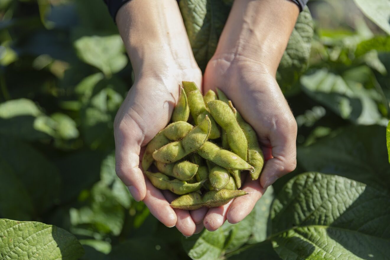 枝豆 08A6576_nomurake_kuroedamame.jpg