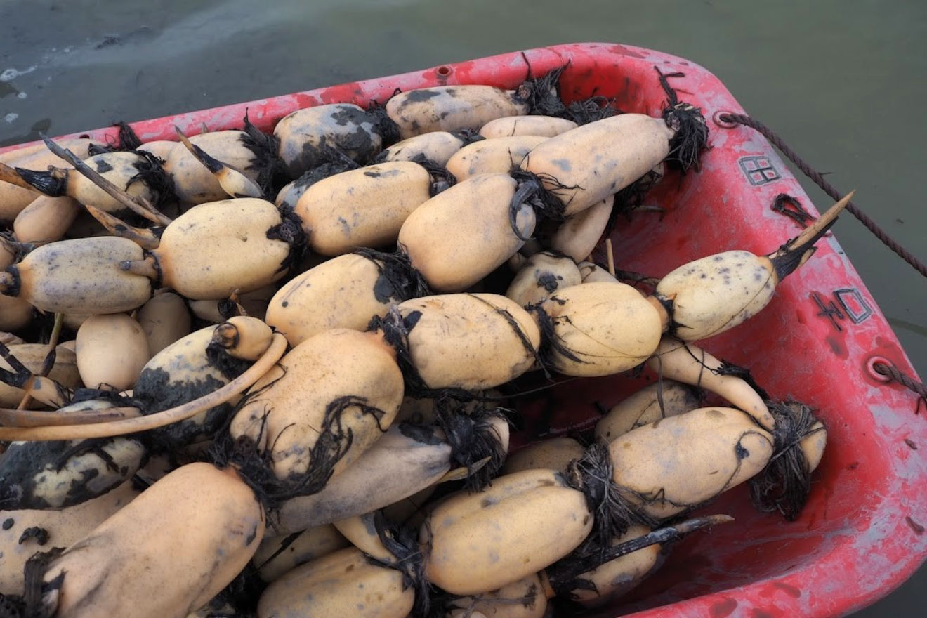 福富生まれのれんこん 250g | 坂ノ途中 | サステナブルな有機