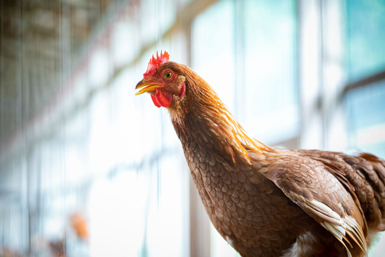 WABISUKE「おいしいアニマル・ウェルフェア」 | 坂ノ途中 | 100年先も