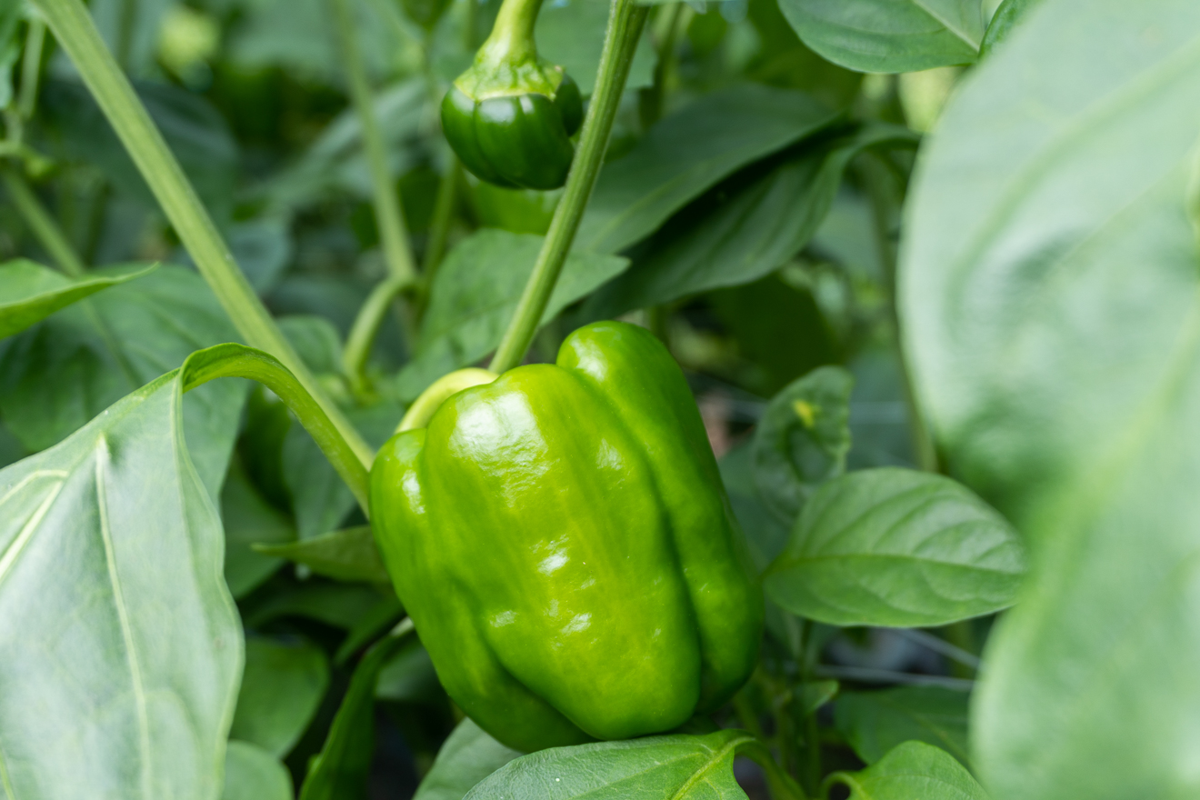 豊作特別価格】八ヶ岳のぽってり肉厚ピーマン 300g | 坂ノ途中