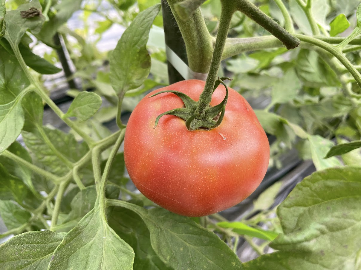北海道の秋待ちトマト 400g以上 | 坂ノ途中 | サステナブルな有機野菜