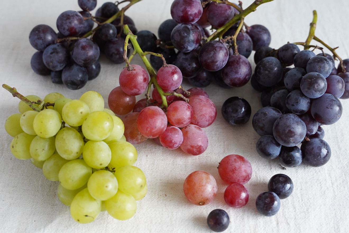 葡萄 産地直送】葡萄畑ふくじろうのふぞろい濃厚ぶどう 1.8kg（送料込