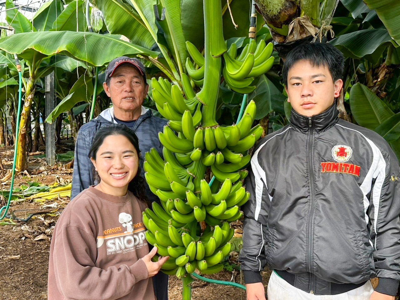 iomari◆絶対糖度の頂点 260cm来年収穫用、　マッサンバナナ iomari◇絶対糖度の頂点 260cm来年収穫用、 マッサンバナナ iomari