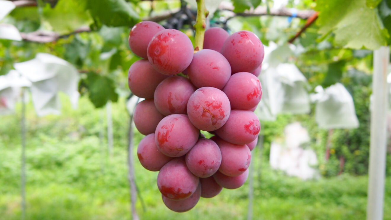 特別価格】【産地直送】長野県産クイーンニーナ 800g程度（特栽相当