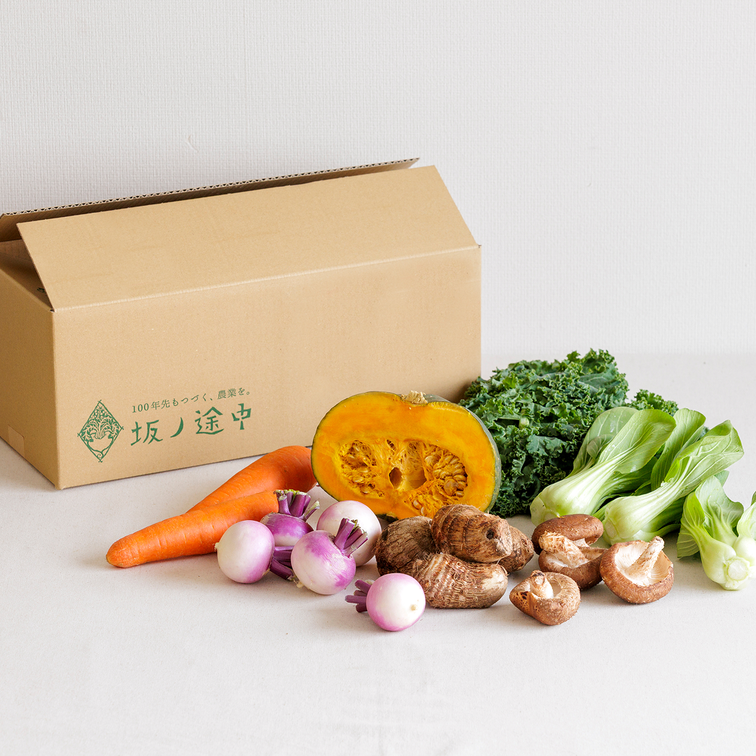 お野菜です。 お任せ野菜ボックス 野菜11点セット【時間指定不可】【プラザセレクト